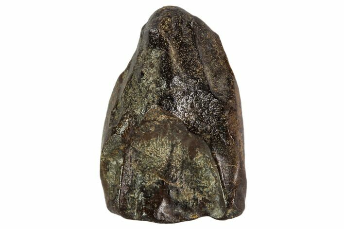 Triceratops Shed Tooth - Montana #109067